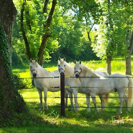 Maison De Campagne Au Coeur D'Un Elevage De Poneys Connemara Le Landreau Eksteriør billede